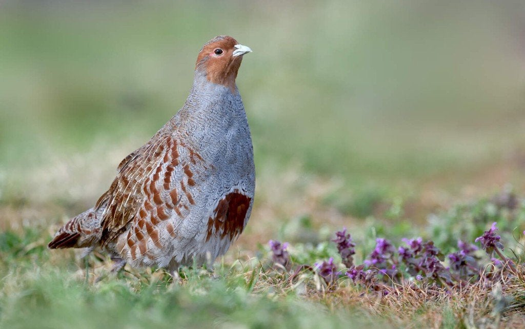 inlandse patrijs, Dieren en Toebehoren, Meerdere dieren, Geringd