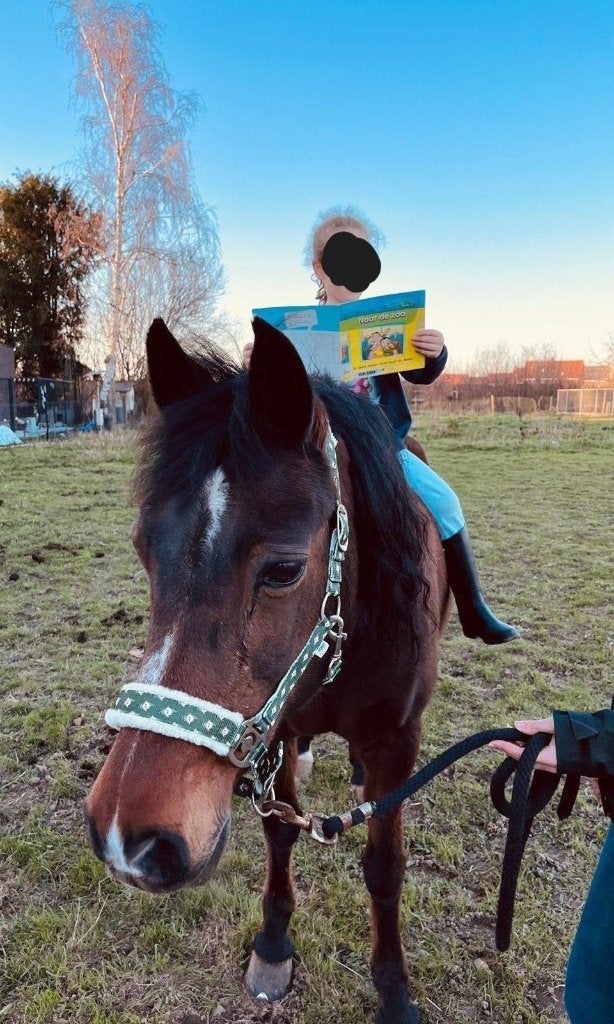 weidemaatje te koop, Dieren en Toebehoren, Merrie, Niet van toepassing, Ontwormd, 11 jaar of ouder