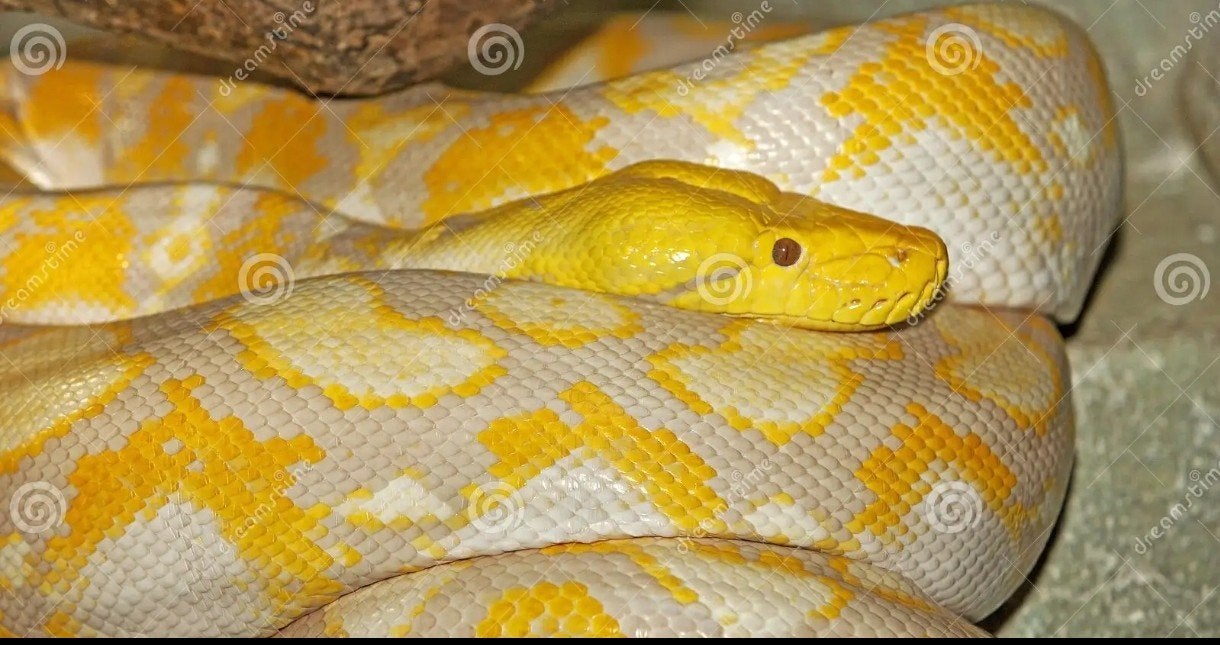 Netpython, Dieren en Toebehoren, Reptielen en Amfibieën, Slang, Tam, 0 tot 2 jaar