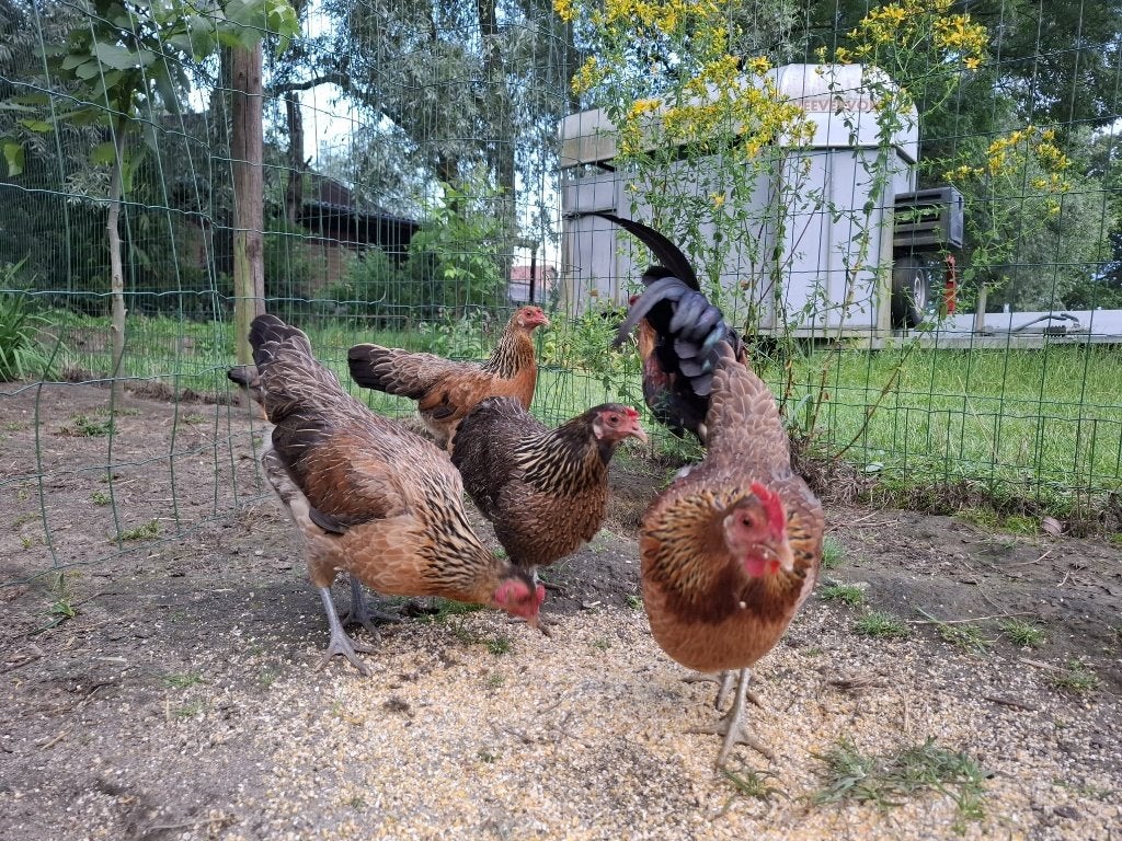 toom kippen: 4 hennen + haan, Meerdere dieren, Kip