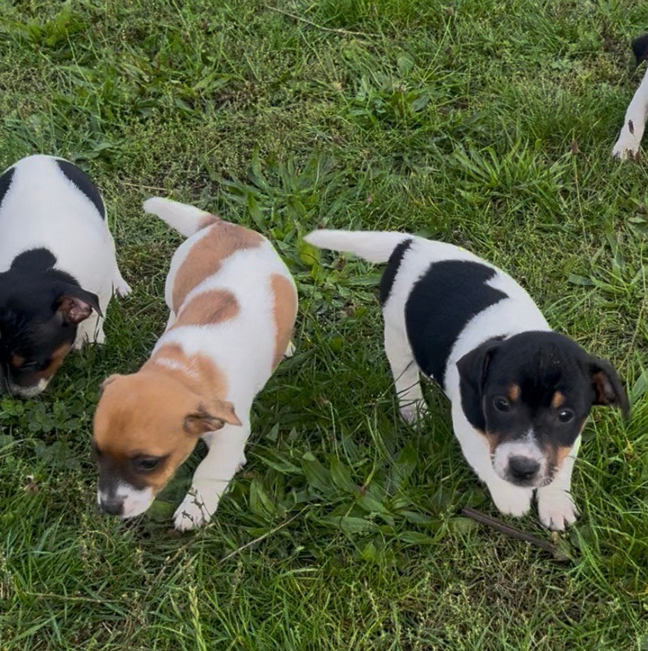 Jack Russell pups, België, Fokker | Hobbymatig, Jack Russell Terriër, 8 tot 15 weken
