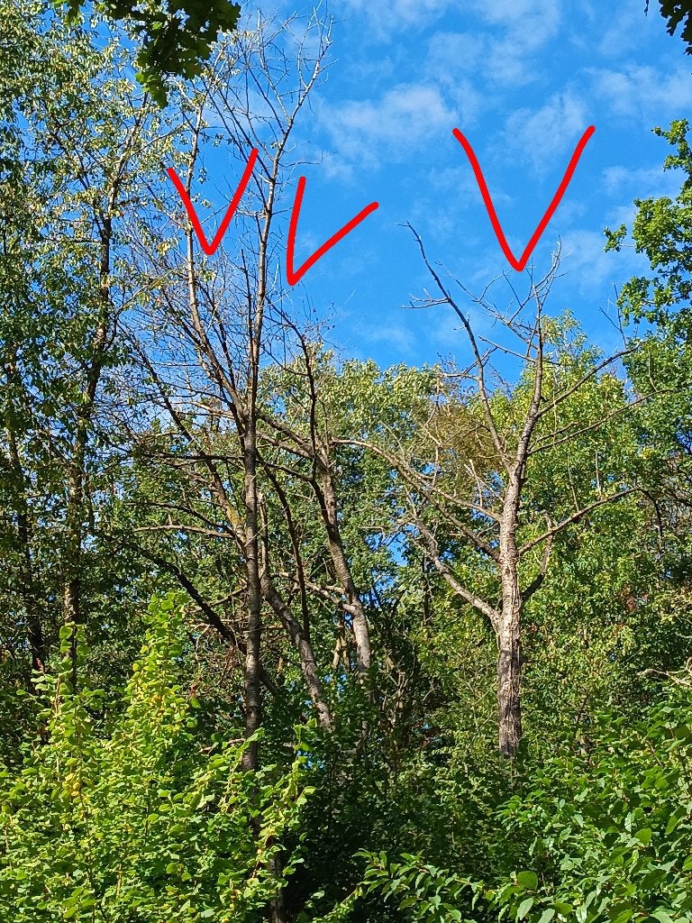 GRATIS brandhout amerikaanse vogelkers, Tuin en Terras, Ophalen, Overige houtsoorten, Stammen