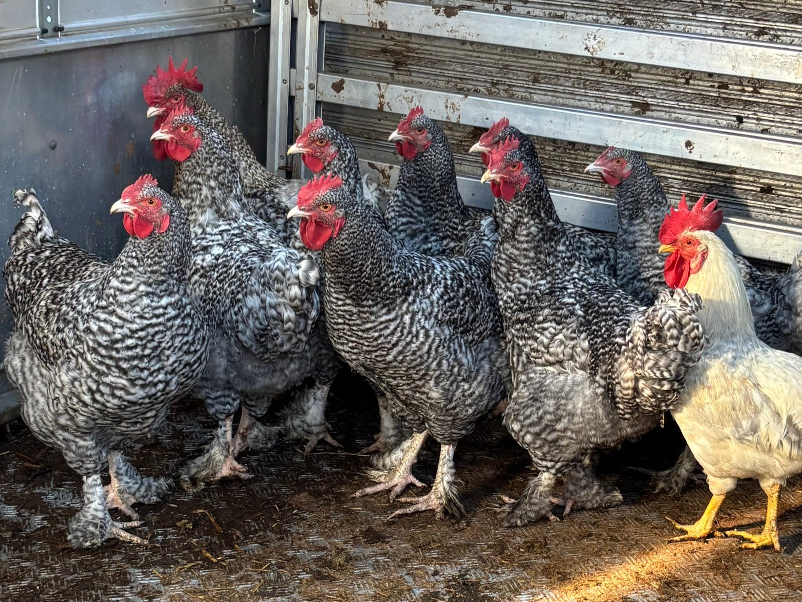 Jonge hanen, Dieren en Toebehoren