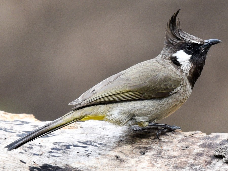 Gevraagd vrouwtje  bulbul himalaya, Animaux & Accessoires, Oiseaux | Oiseaux Autre