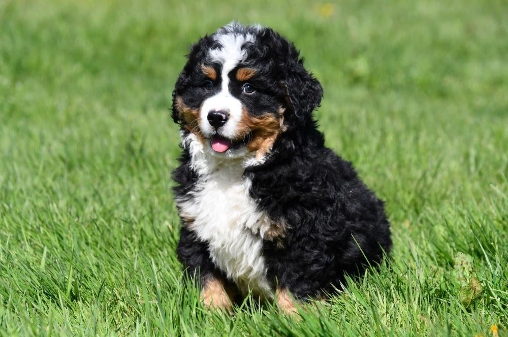 Berner Sennen pups te koop, 15 weken tot 1 jaar, Sennenhond, Buitenland, Parvo