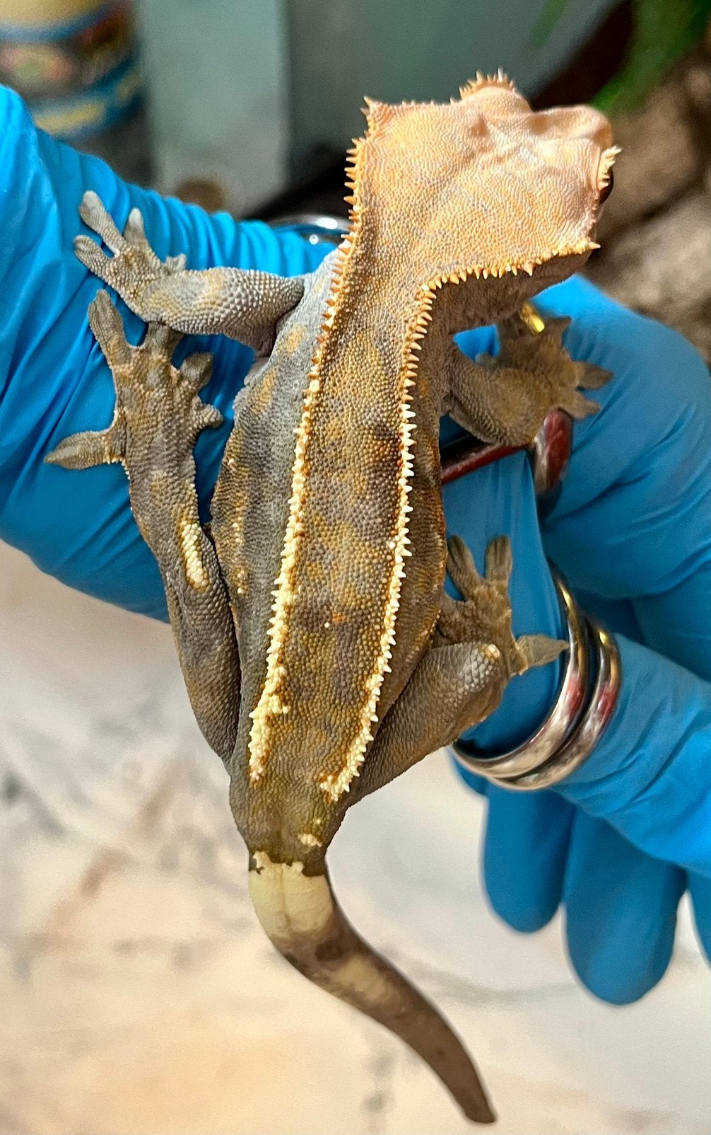 0.1 cappuccino wimpergekko , ciliatus, Dieren en Toebehoren, Reptielen en Amfibieën