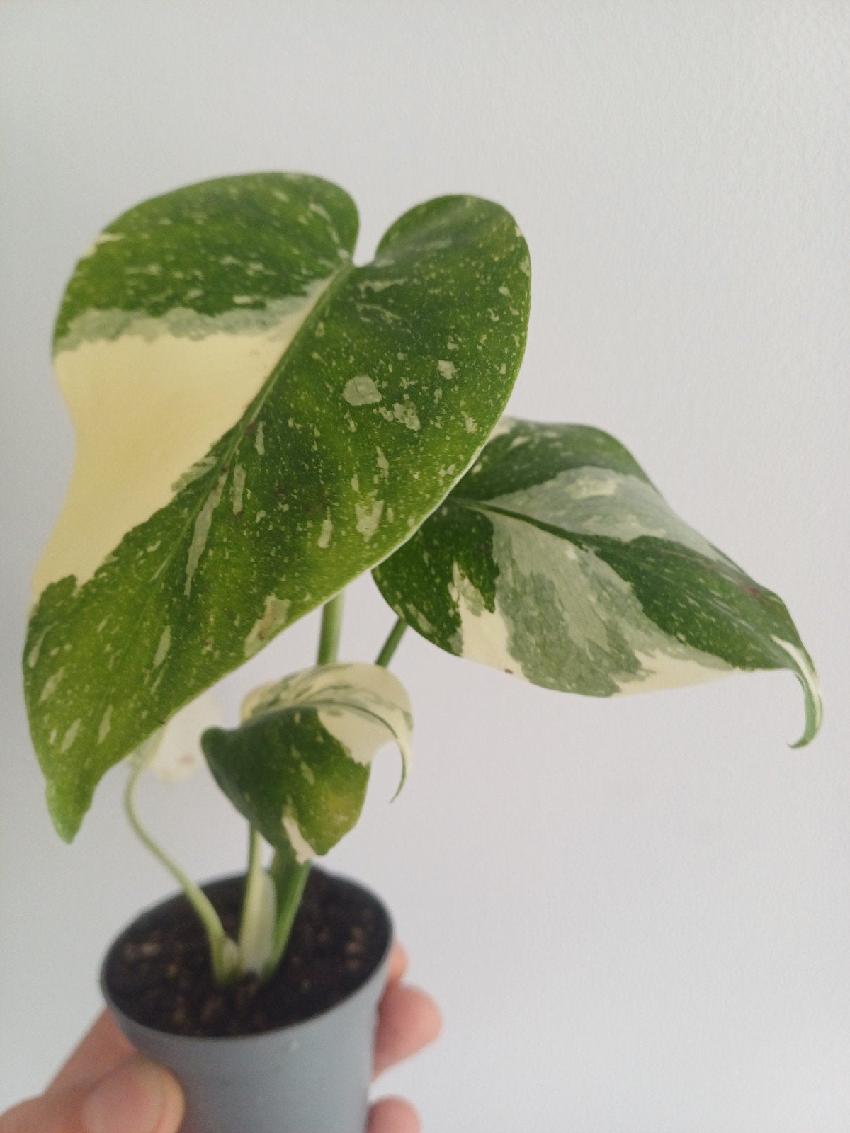 Monstera Cream Cheese, Maison & Meubles, Plantes d'intérieur, Autres espèces, En pot, Enlèvement ou Envoi, Moins de 100 cm
