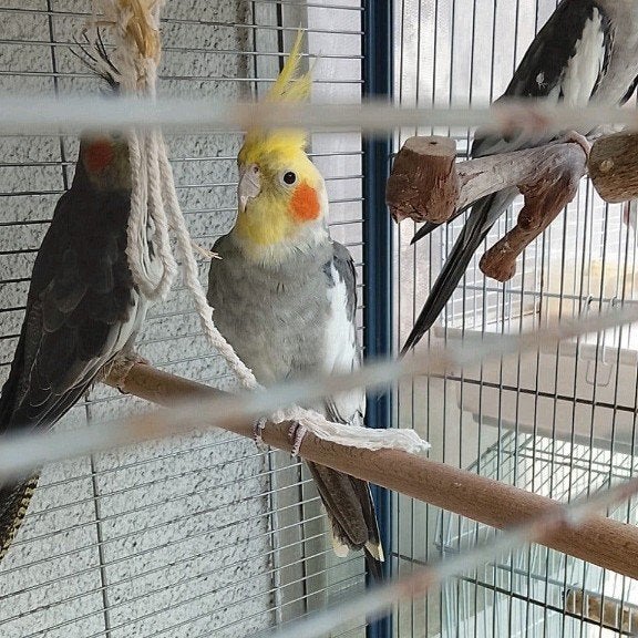 calopsitte mâle 2 ans, Animaux & Accessoires, Mâle