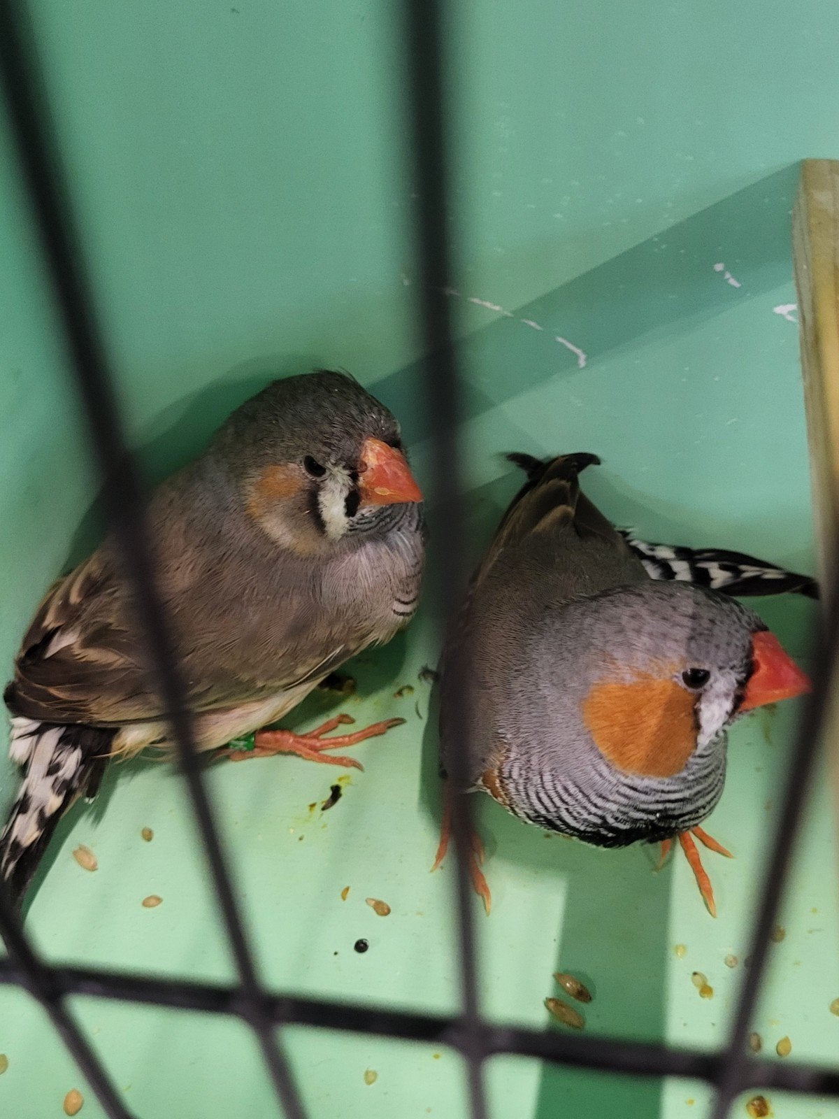 mooie koppel vinkjes groot formaat, Dieren en Toebehoren, Geringd