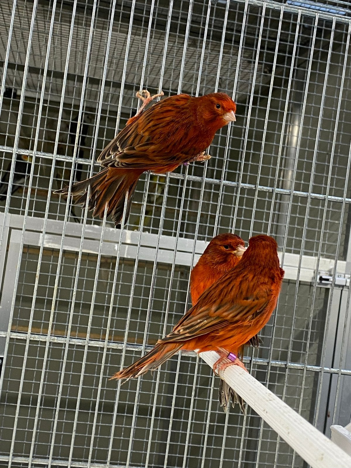 Zwart rood kanaries, Plusieurs animaux, Canari de couleur