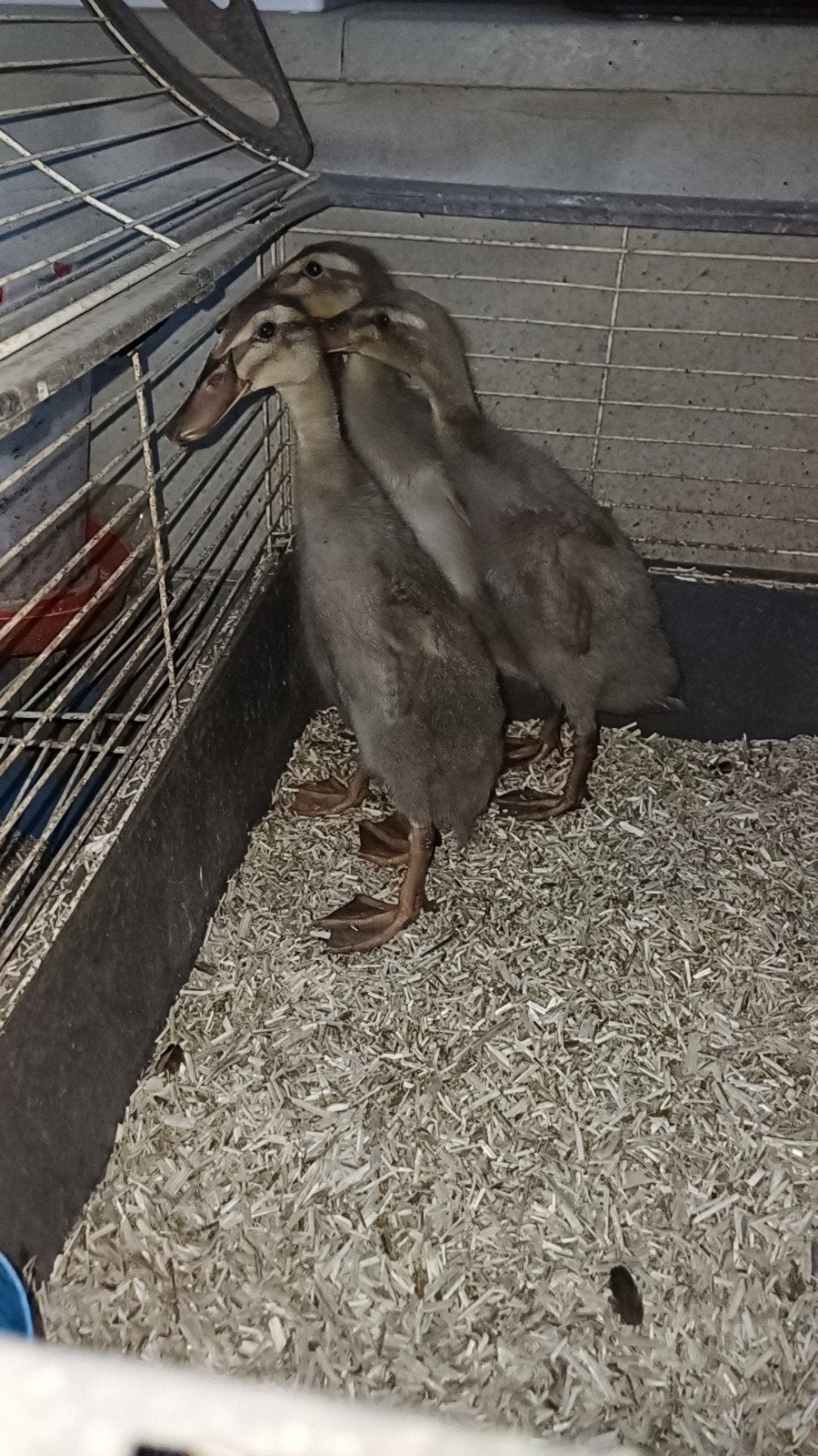 Trio loopeenden (prijs voor het trio), Plusieurs animaux, Canard