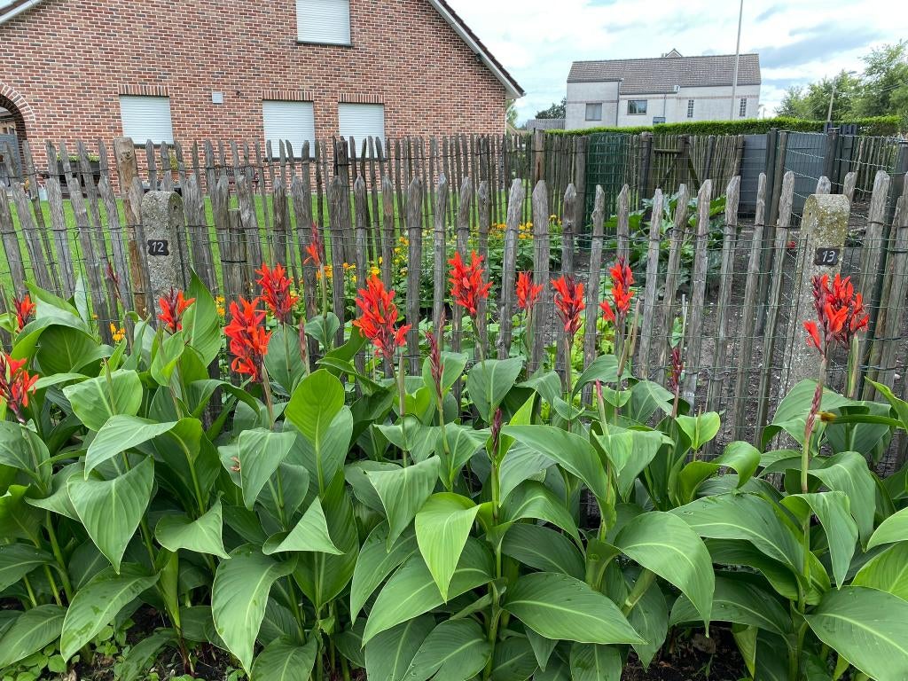 Canna planten met groen blad en rode bloem, Tuin en Terras, Ophalen, Zomer, Vaste plant, Volle zon