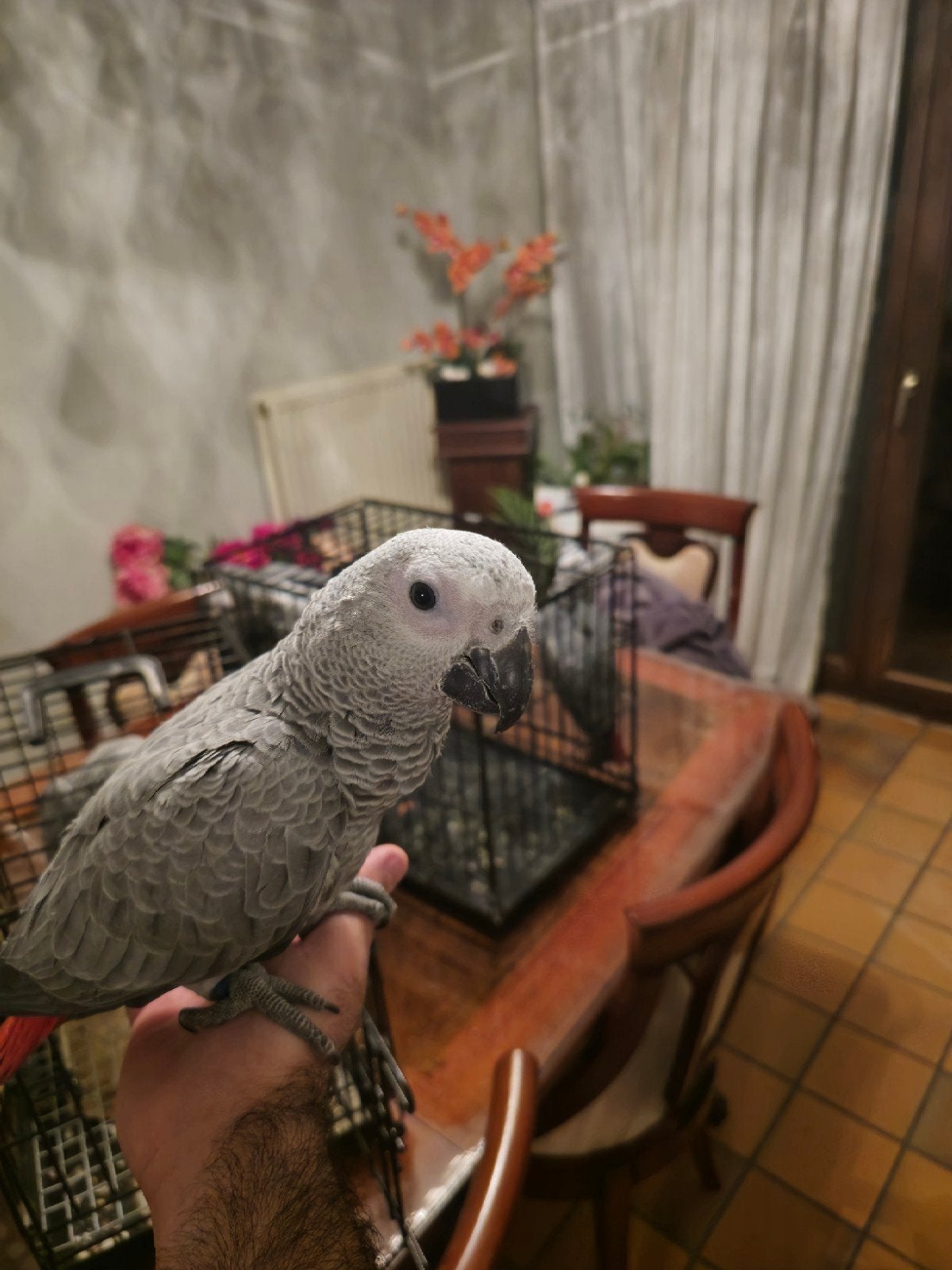 Gris du gabon, Bagué