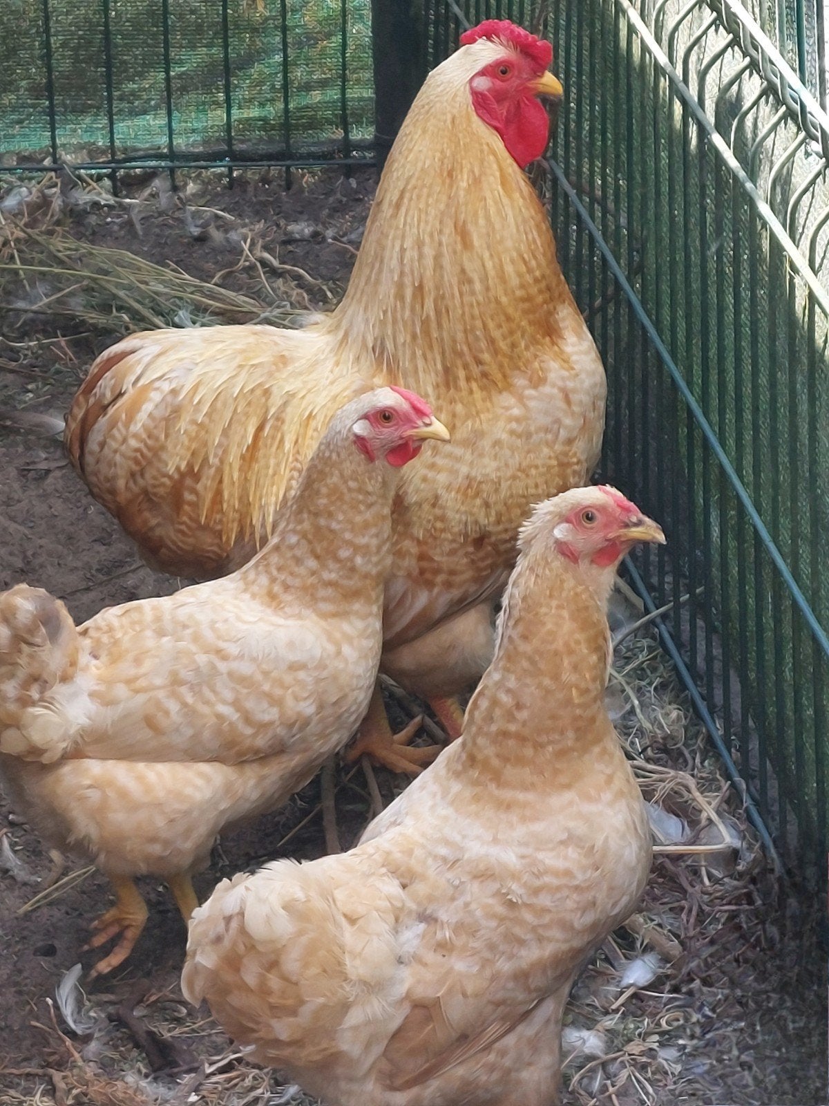 Mooi trio Wyandotte kriel geelkoekoek 2025, Dieren en Toebehoren, Pluimvee