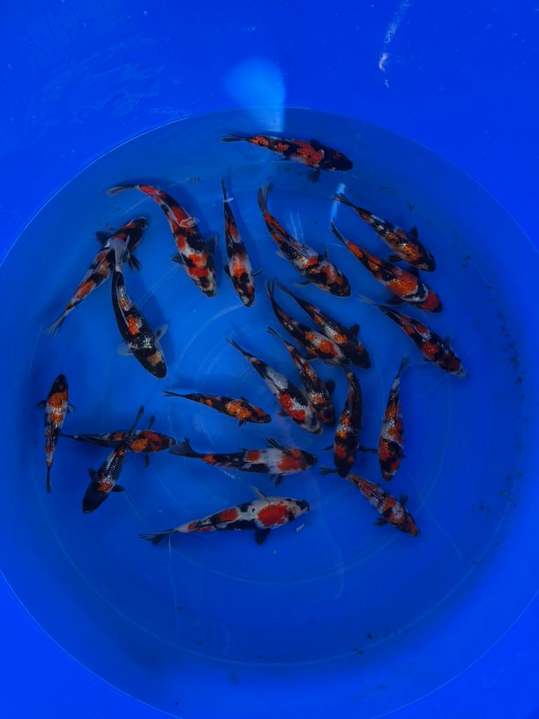 Japanse Koi Showa
