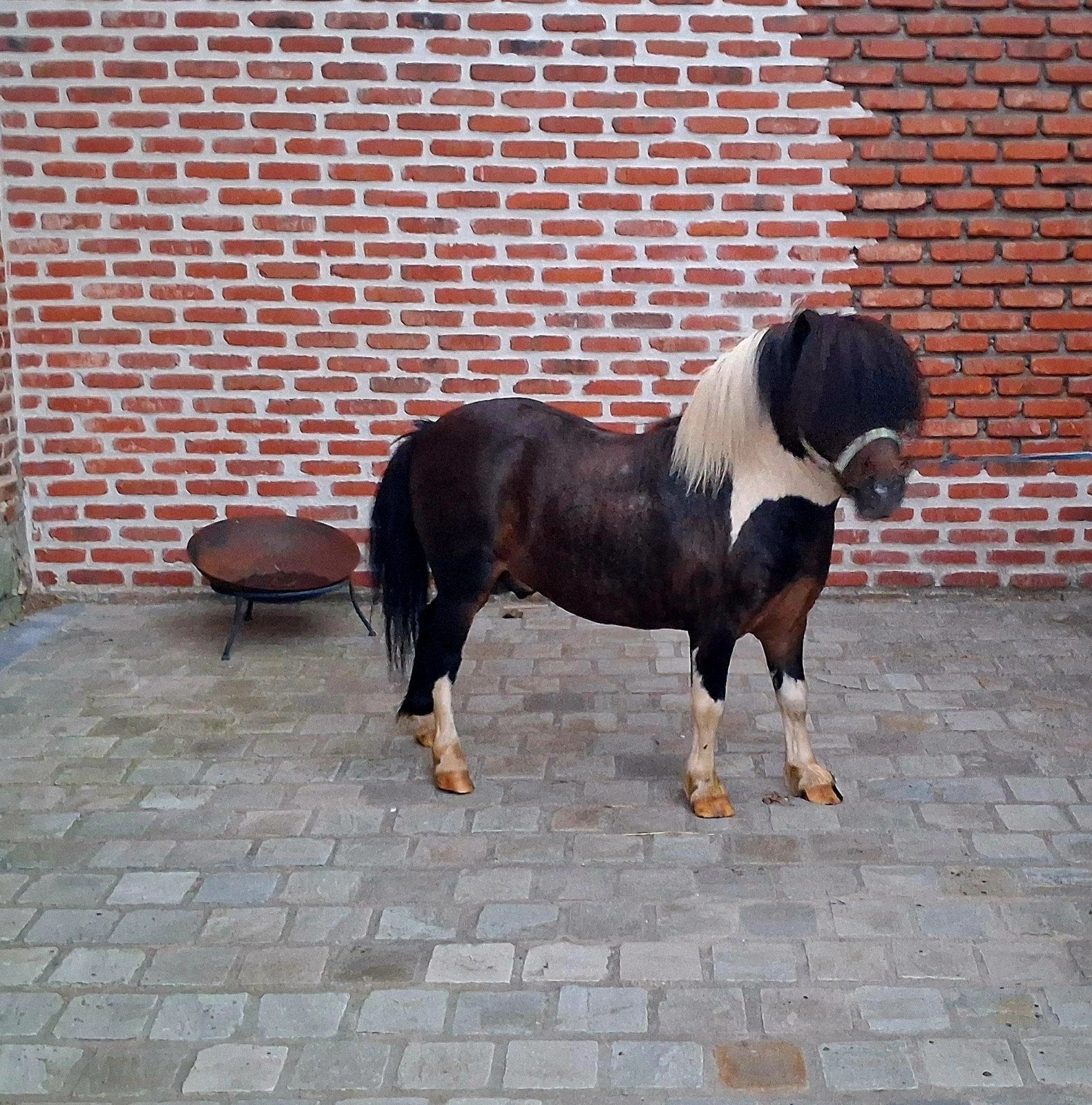 Mooie shetland stamboek hengst, Hengst, A pony (tot 1.17m), Met stamboom, 7 tot 10 jaar