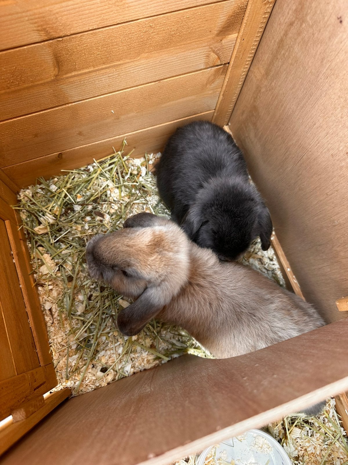 2 konijnen + hok te koop, Dieren en Toebehoren, Hangoor
