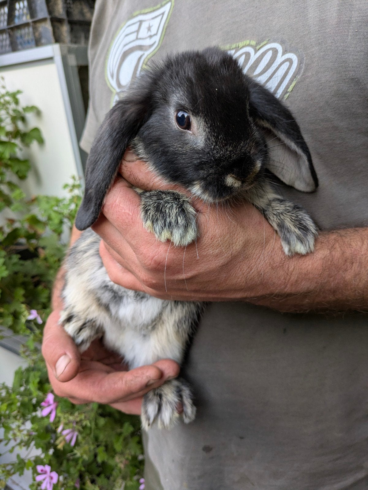 Nederlands hangoor, Dieren en Toebehoren, Konijnen, Dwerg, Meerdere dieren, 0 tot 2 jaar, Hangoor