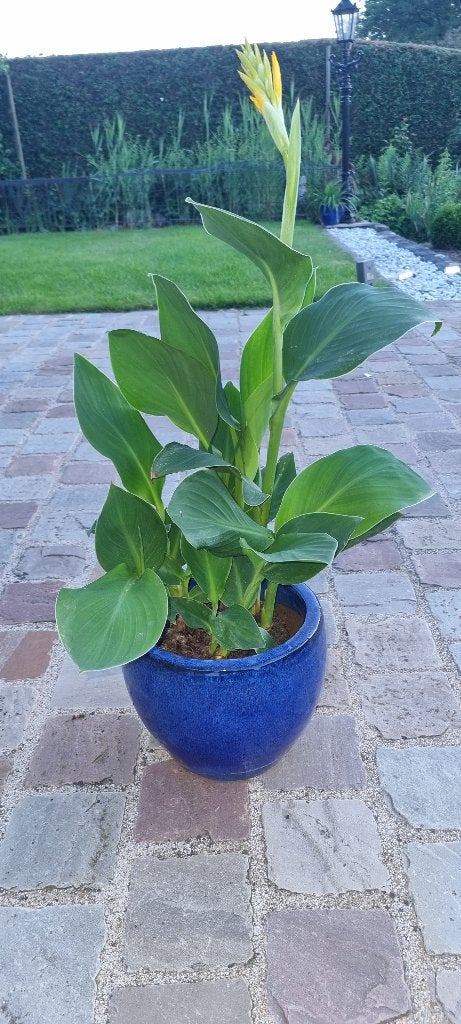 Canna geel, Tuin en Terras, Ophalen of Verzenden