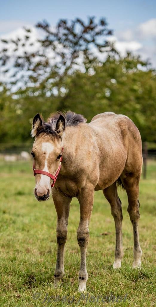Buckskin quarter jaarling merrie, Dieren en Toebehoren, Merrie