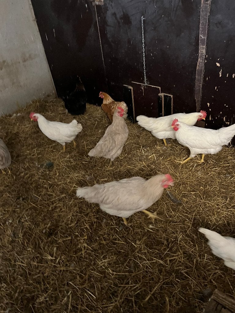 Witte leghorn, Dieren en Toebehoren, Pluimvee