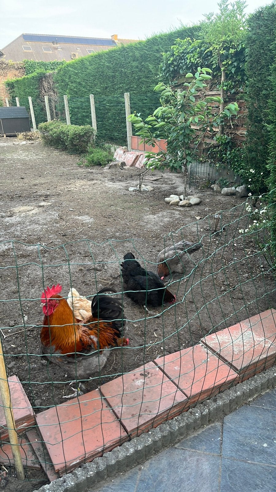 Marans kippen te koop, Plusieurs animaux, Poule ou poulet