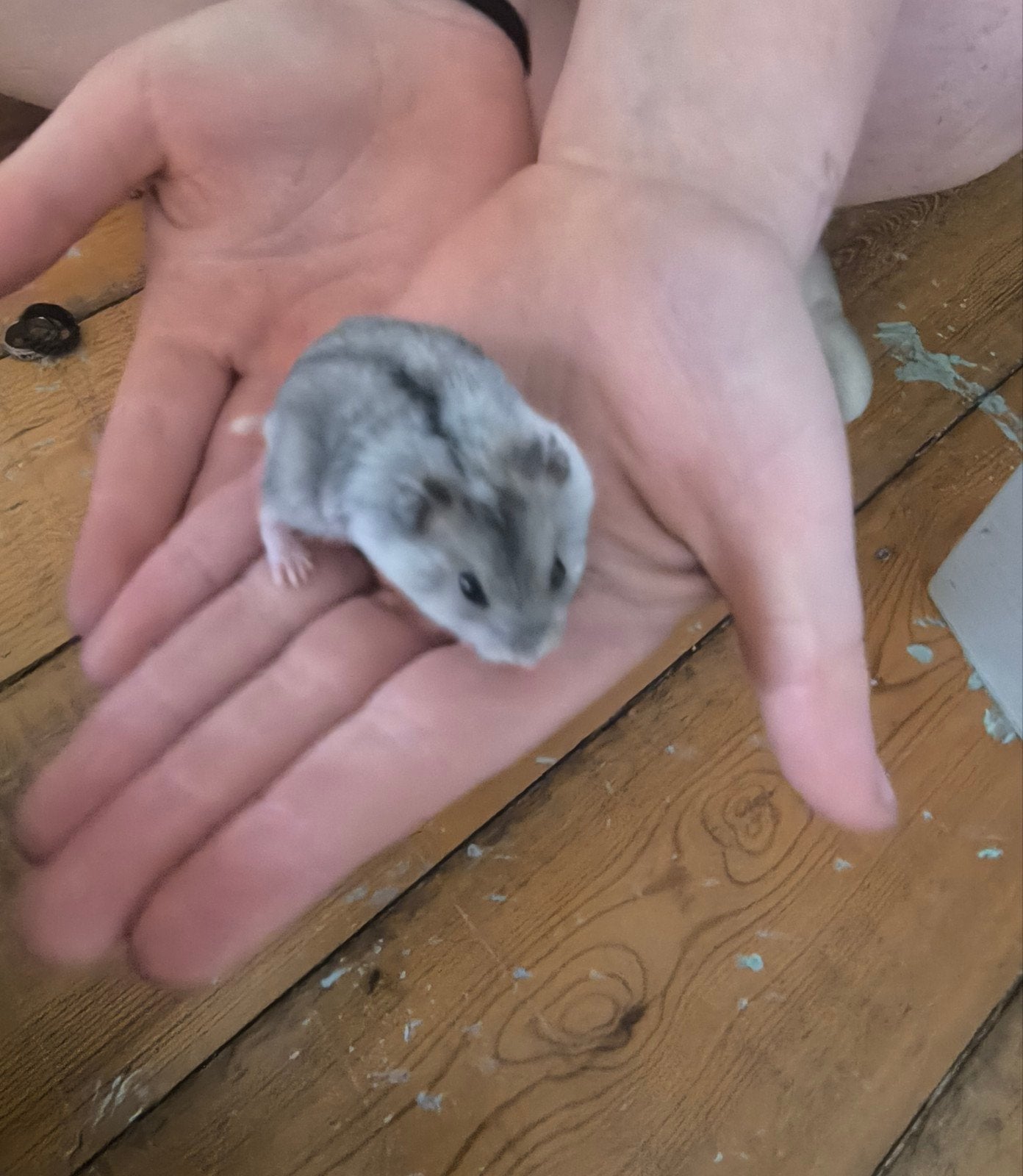 Russische dwerghamsters, Avril, Plusieurs animaux