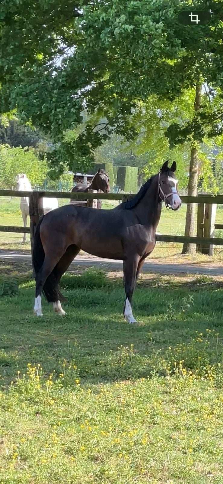 Knappe merrie, Dieren en Toebehoren, Merrie