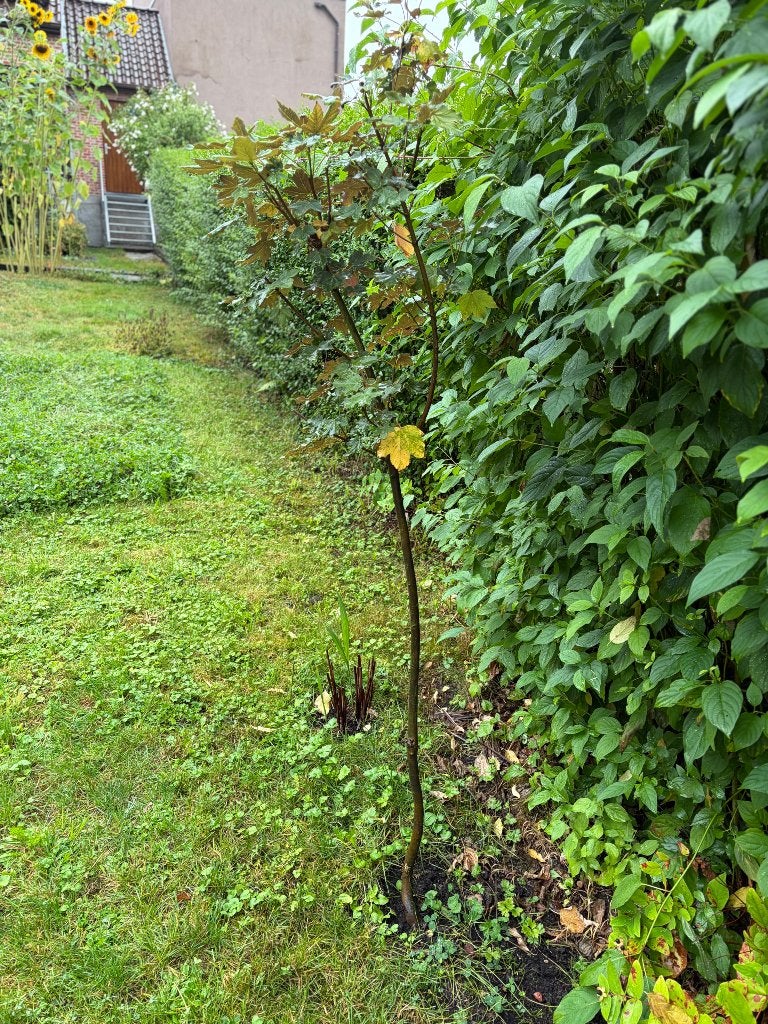Esdoorn boompje 1m70, Tuin en Terras, Planten | Bomen, Halfschaduw, Lente, 100 tot 250 cm, Ophalen