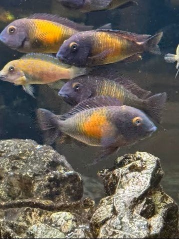 Nakweek van wildvang kweekgroep Tropheus moorii Kasakalawe!!, Animaux & Accessoires, Poisson, Poisson d'eau douce, Banc de poissons