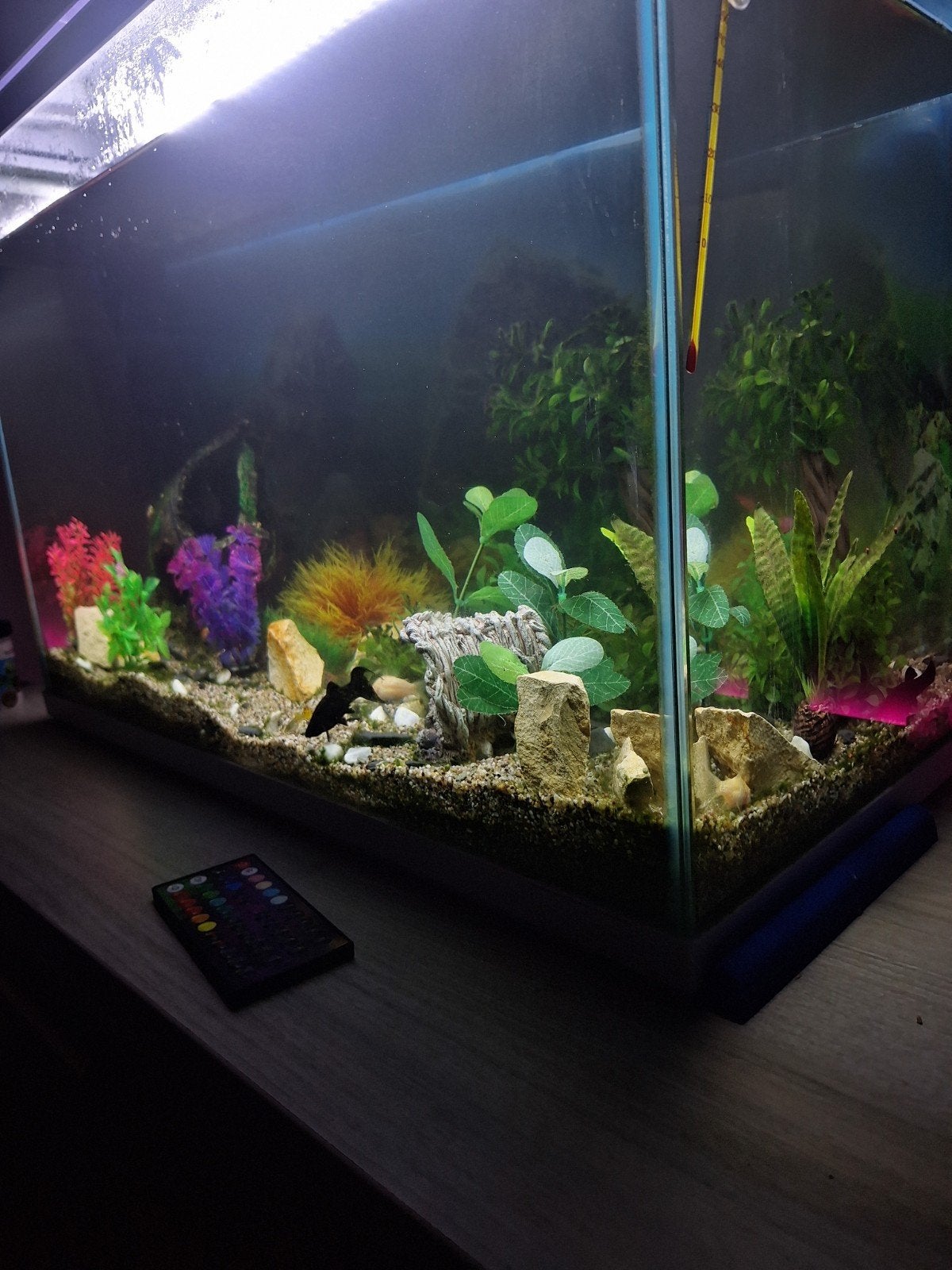 Aquarium 80 liter, Ophalen of Verzenden, Filter