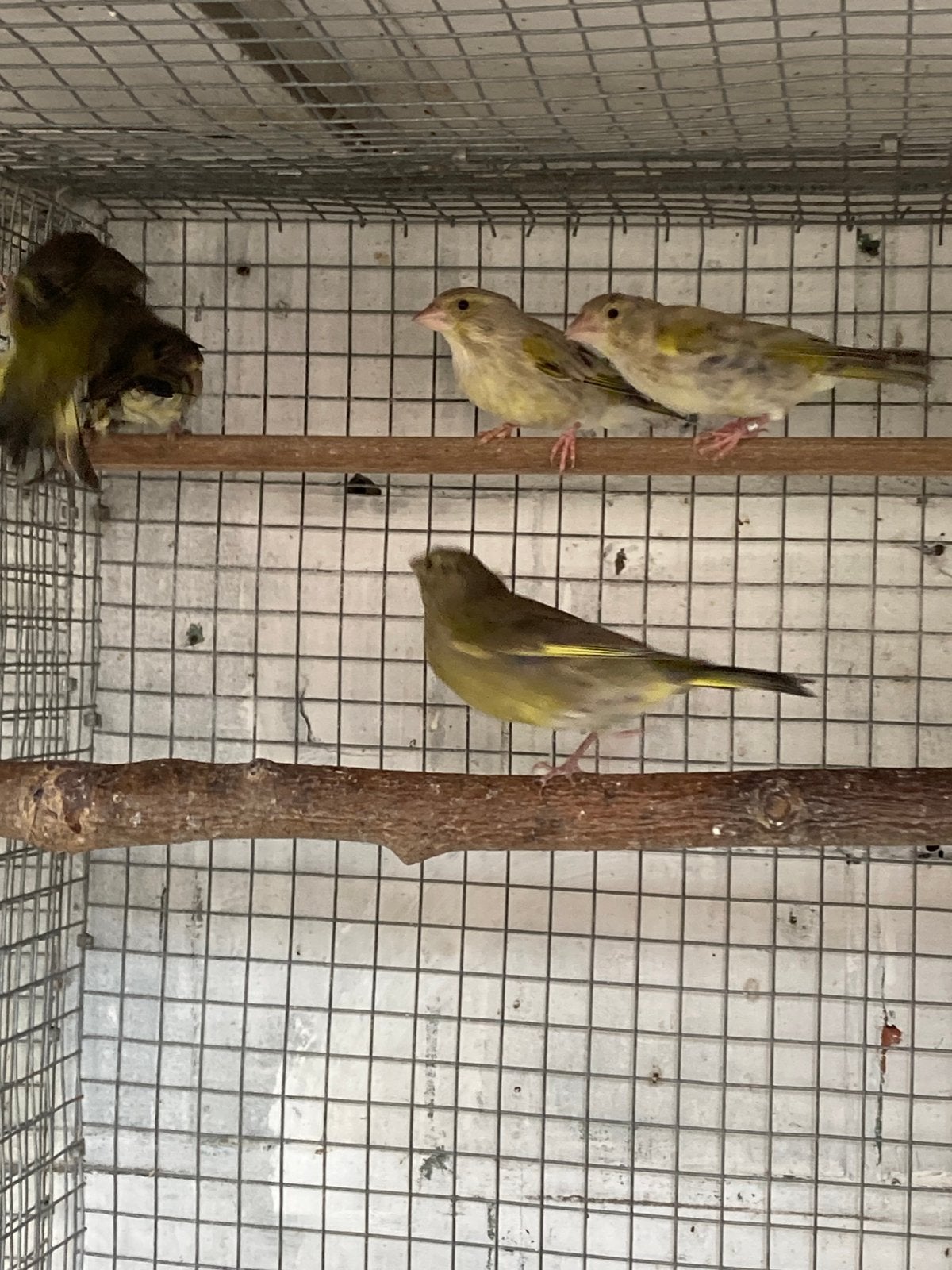 Groenvinken, Dieren en Toebehoren, Geslacht onbekend