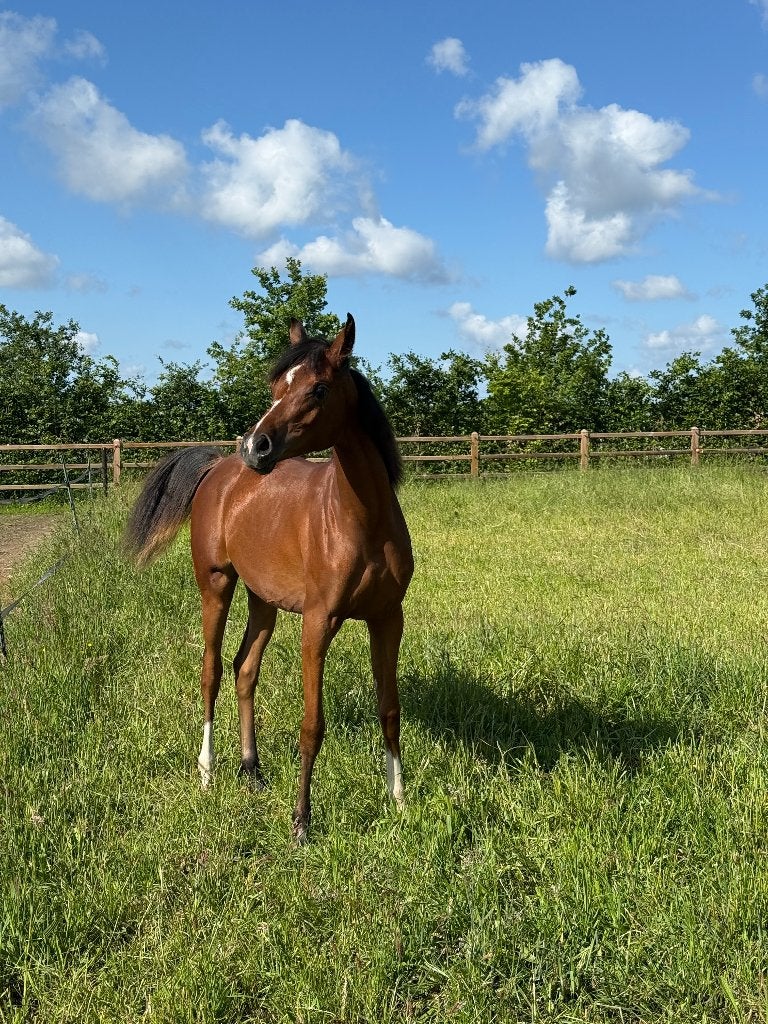 Arabische jaarling merrie met uitstraling, Dieren en Toebehoren, Paarden, Merrie, Minder dan 160 cm, Met stamboom, 0 tot 2 jaar