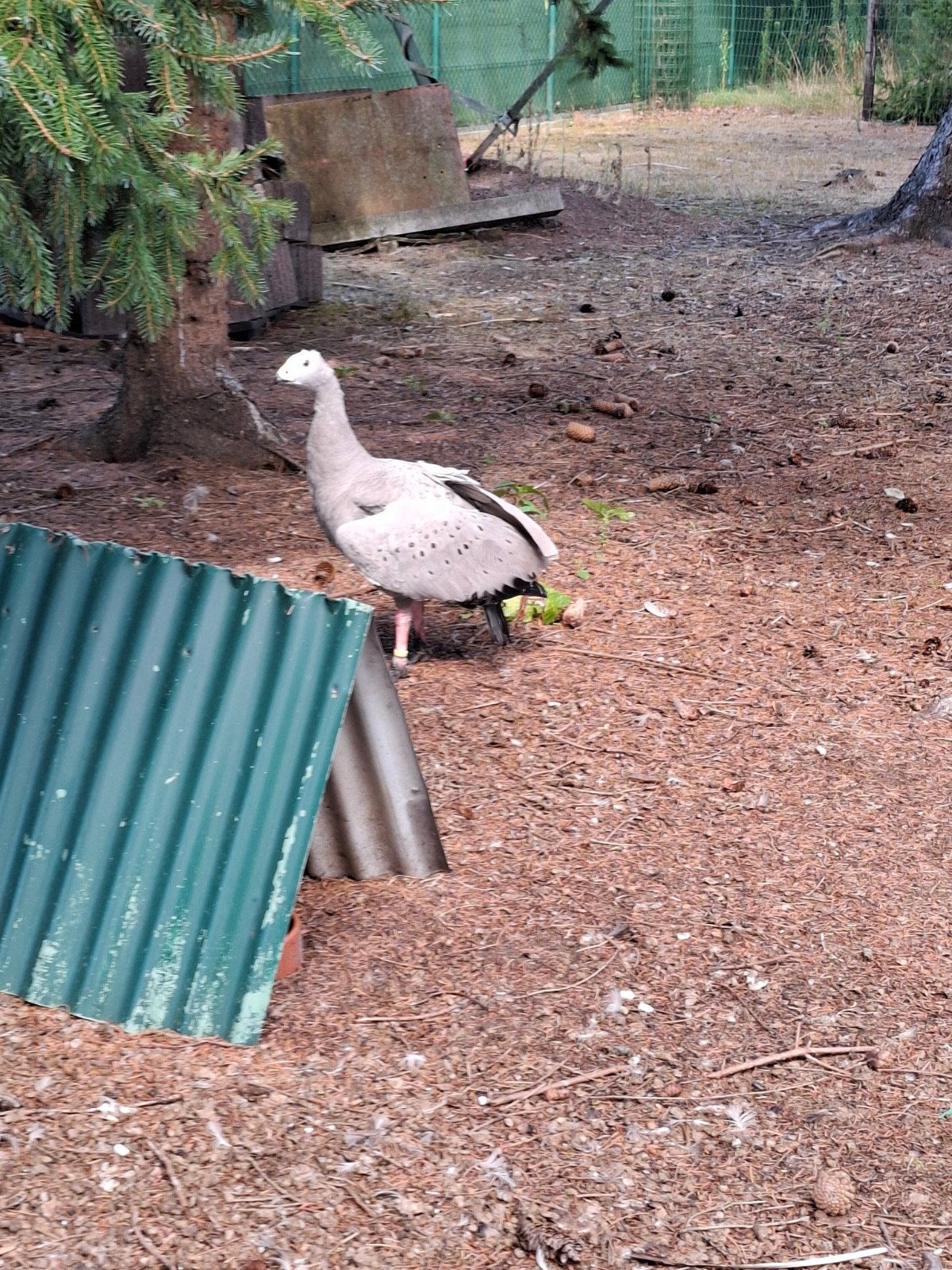 hoendergans man 2023, Dieren en Toebehoren, Pluimvee