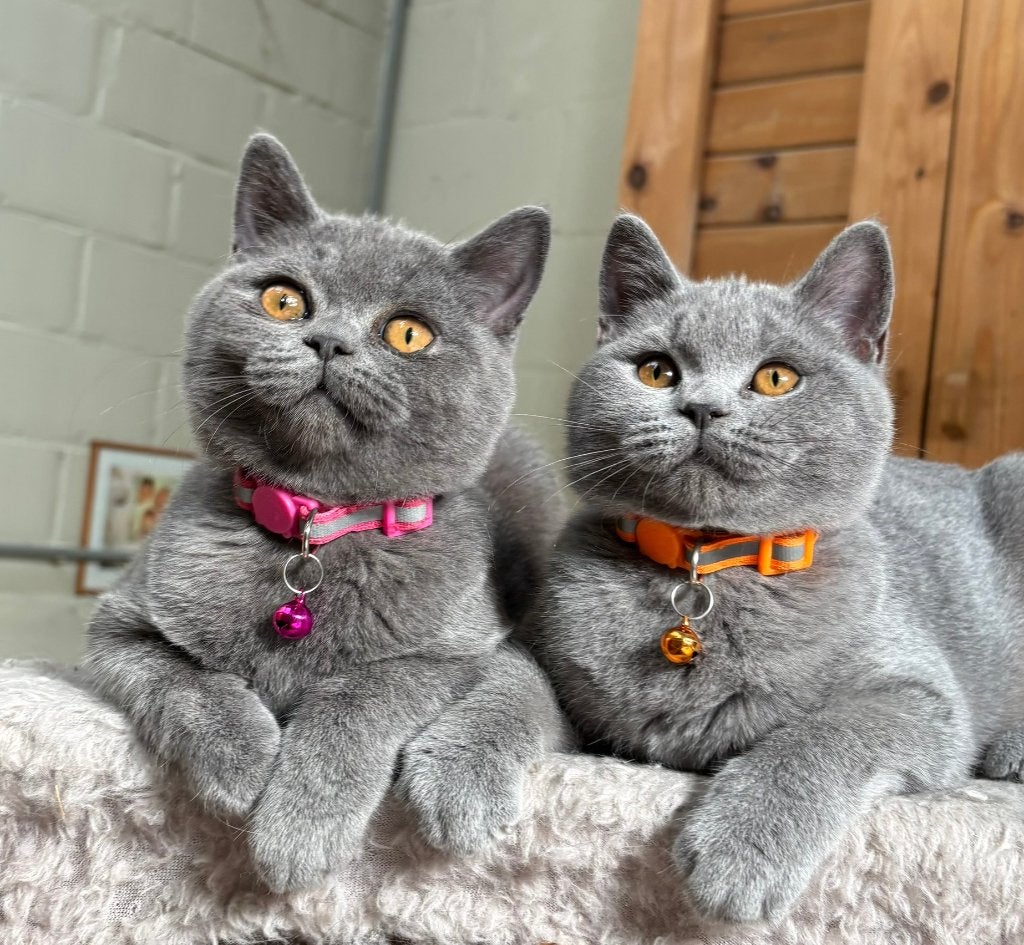 Prachtige britse korthaarkitten -> Nog 2 beschikbaar, Dieren en Toebehoren, Meerdere dieren, Gechipt, 0 tot 2 jaar