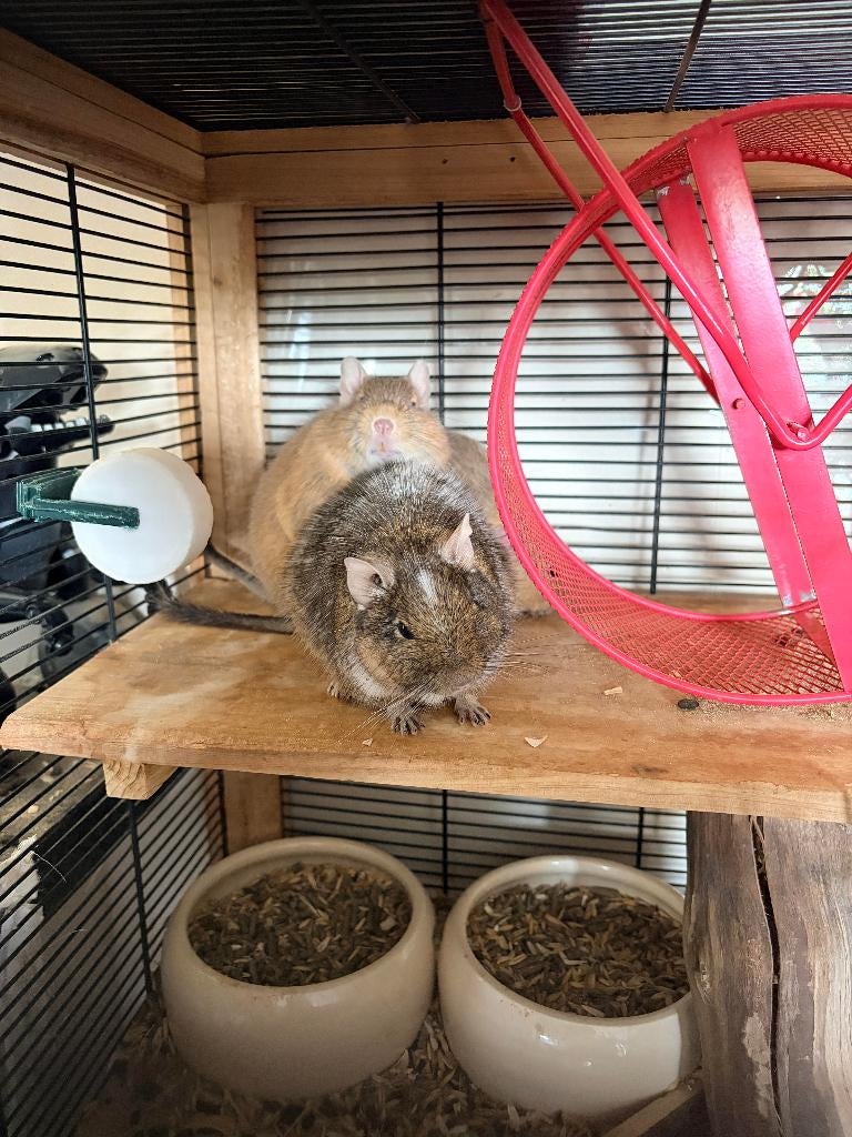 Degoe over te nemen met kooi + toebehoren, Dieren en Toebehoren, December, Vrouwelijk, Overige typen