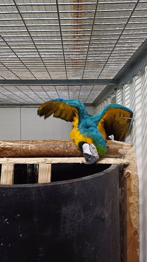 Te koop kweekkoppel blauwgele ara