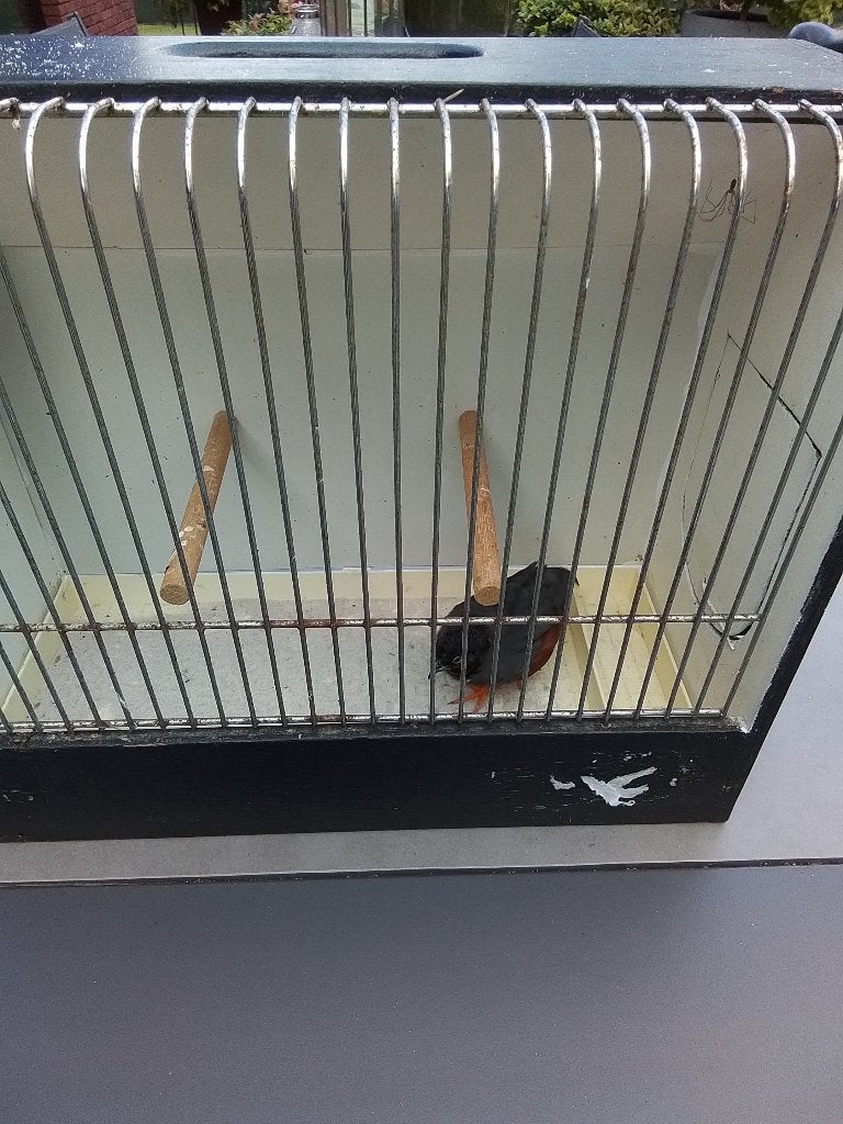 Te koop chinese  kwartel, Dieren en Toebehoren, Mannelijk