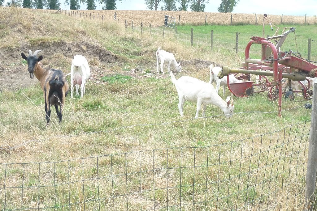 jeunes brebis laitières, Femelle, Chèvre, 0 à 2 ans