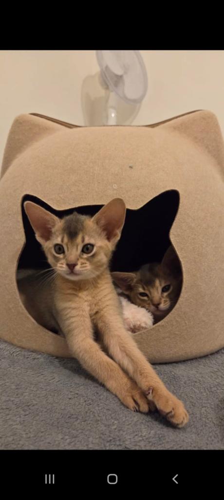 Blauwe Abessijn kitten, Dieren en Toebehoren, Katten en Kittens | Raskatten | Korthaar, Kater, 0 tot 2 jaar, Met stamboom, Gechipt