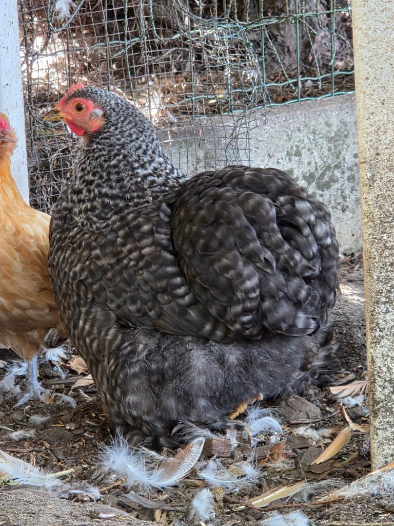 2 jonge cochin kriel hennen, Vrouwelijk, Kip