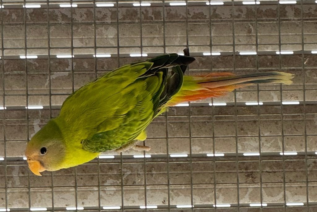 Pruimkop / perruche à tête de prune, Dieren en Toebehoren, Parkiet, Geringd