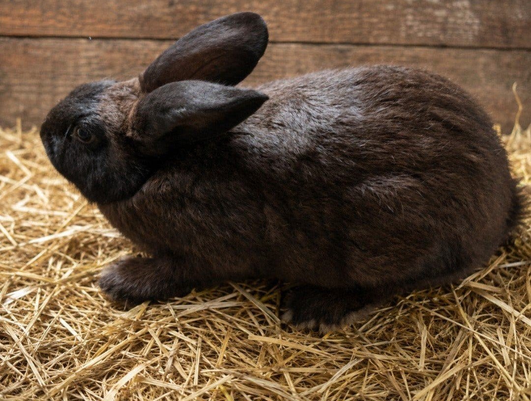 Fok Voedsters, Dieren en Toebehoren, Vrouwelijk, Groot, 0 tot 2 jaar