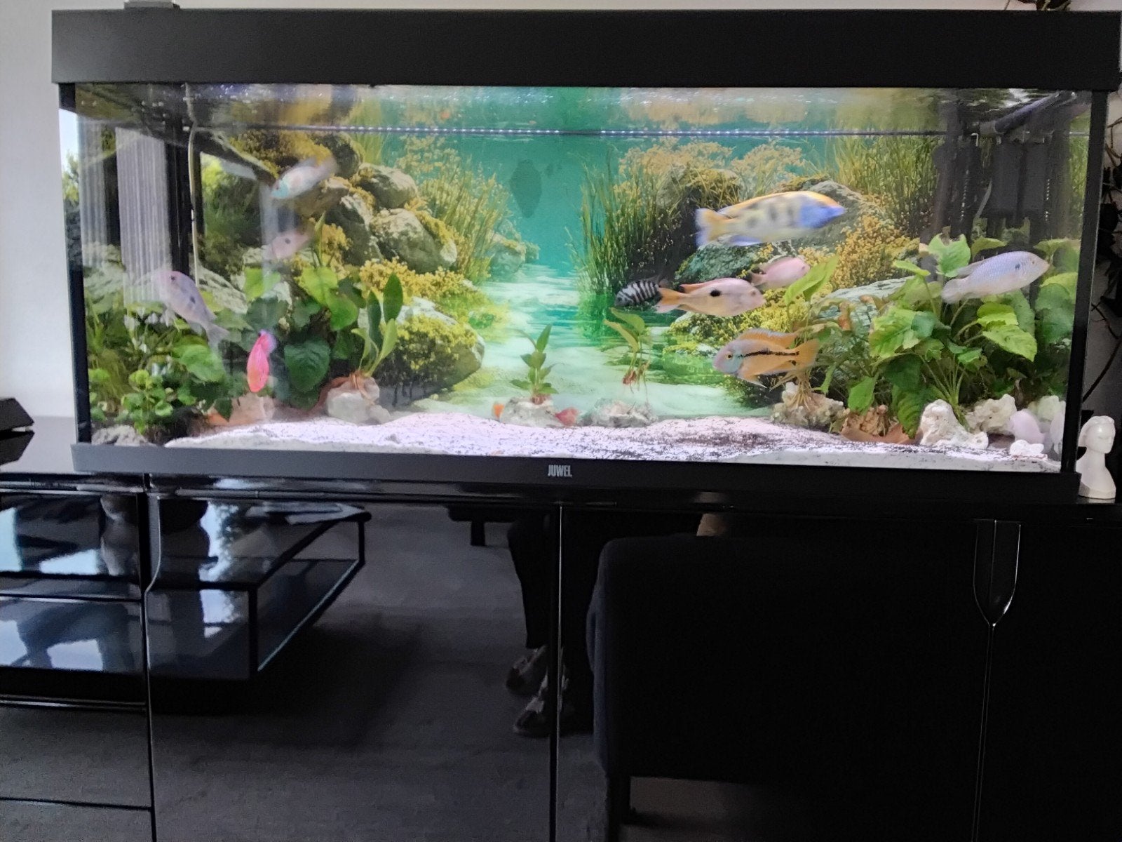 aquarium JUWEL, Ophalen, Filter, Juwel
