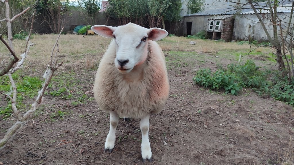 Texelse dekram, 6 maanden, Mannelijk, Schaap, 0 tot 2 jaar