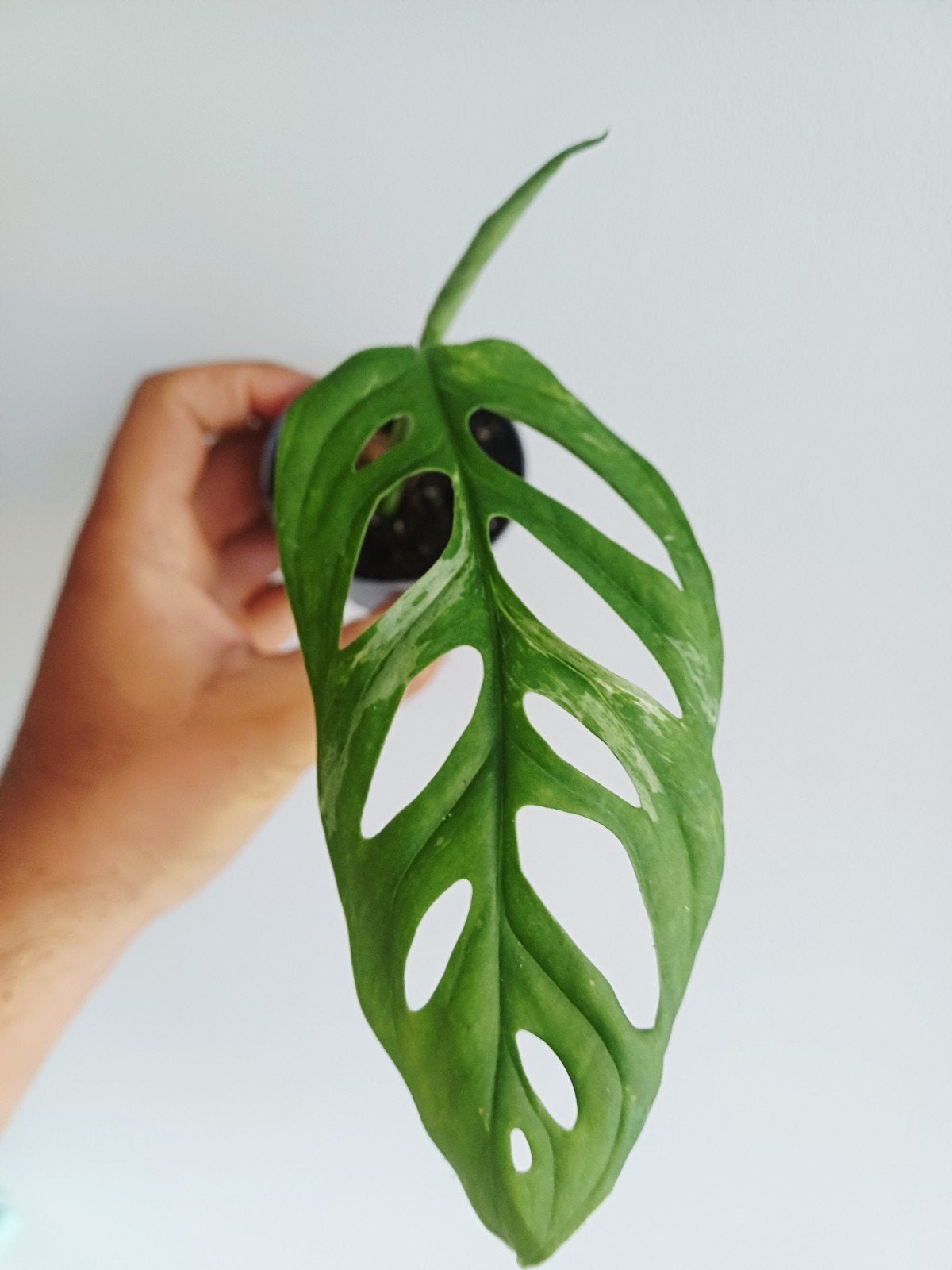 Monstera Adansonii Indonesian Marble, Huis en Inrichting, Kamerplanten, Overige soorten, In pot, Minder dan 100 cm, Groene kamerplant