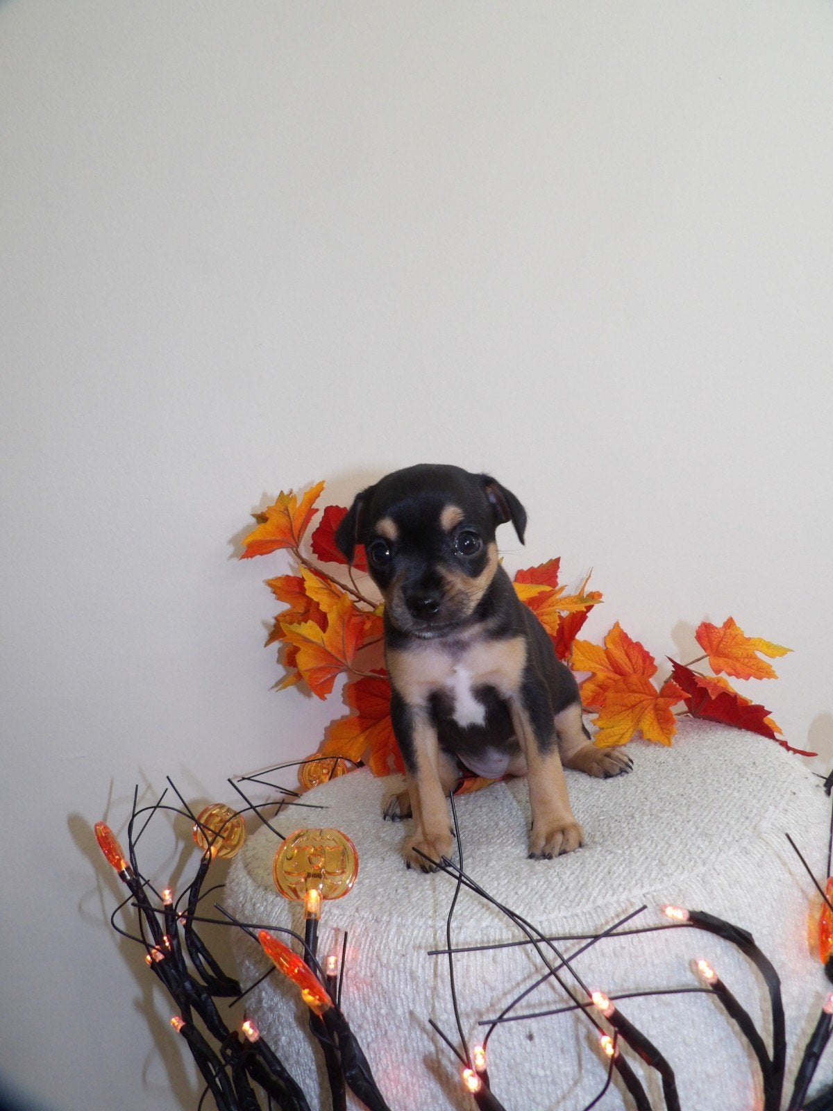 Prachtige puppy's op zoek naar een nieuw thuis, Septembre