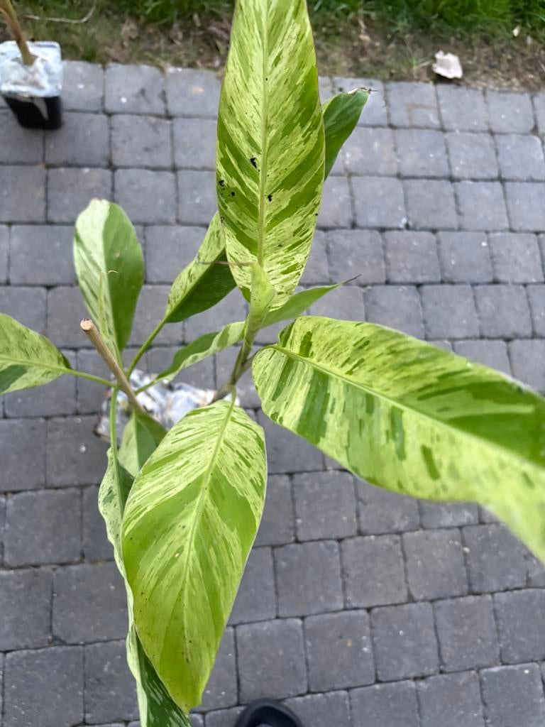 Musa mint, Tuin en Terras, Volle zon, Vaste plant, Ophalen of Verzenden, Zomer