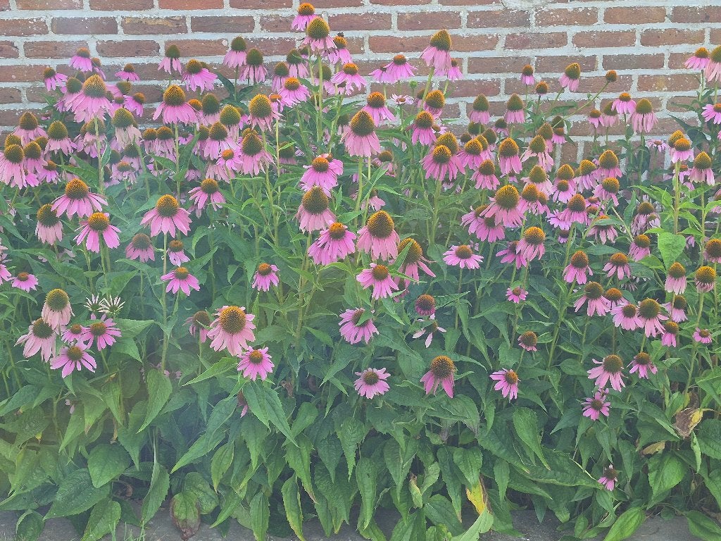 paarse echinacea, Tuin en Terras, Ophalen, Zomer, Vaste plant, Overige soorten