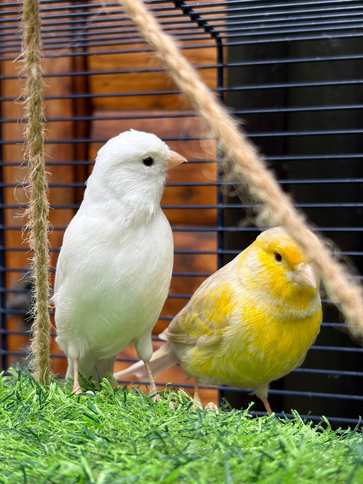 Koppel kanarie + kooi, Animaux & Accessoires, Oiseaux | Canaris